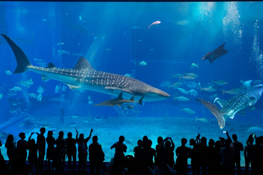 美ら水族館